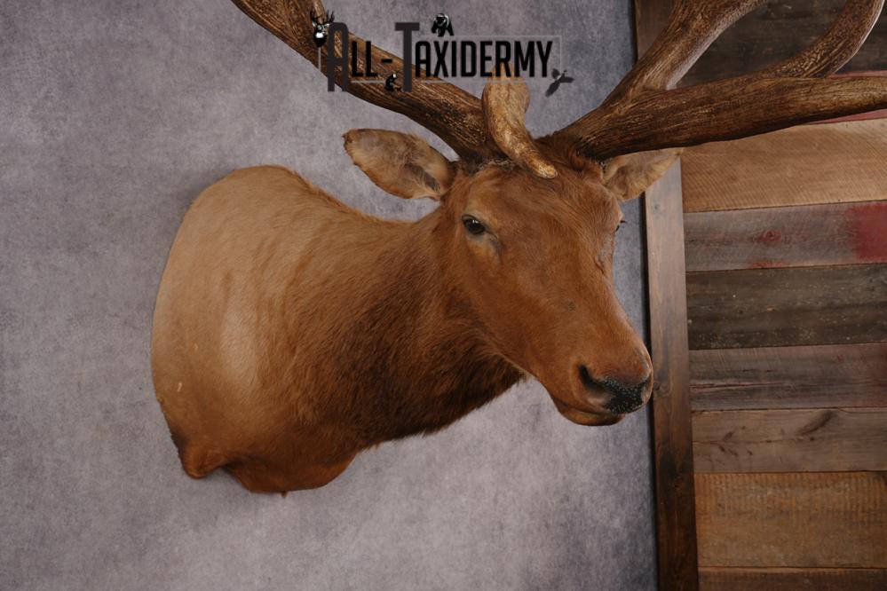 Elk SKU 3270 - Image 10