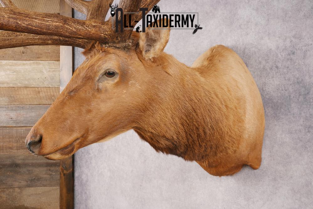 Elk SKU 3270 - Image 9