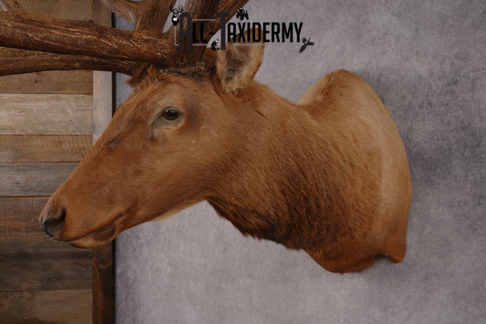 Elk SKU 3270 - Image 9