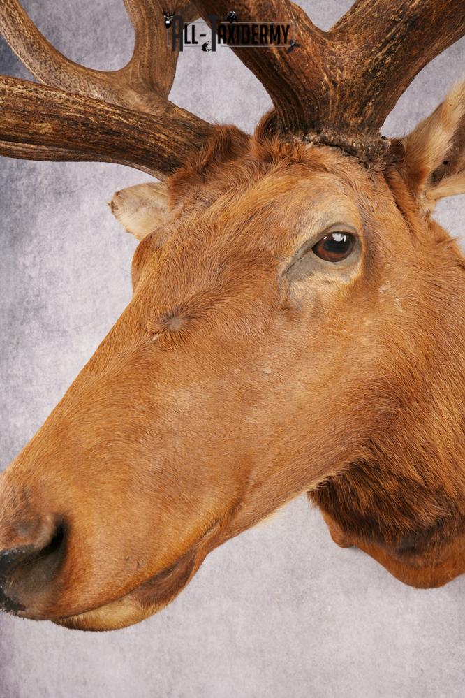 Elk SKU 3270 - Image 8