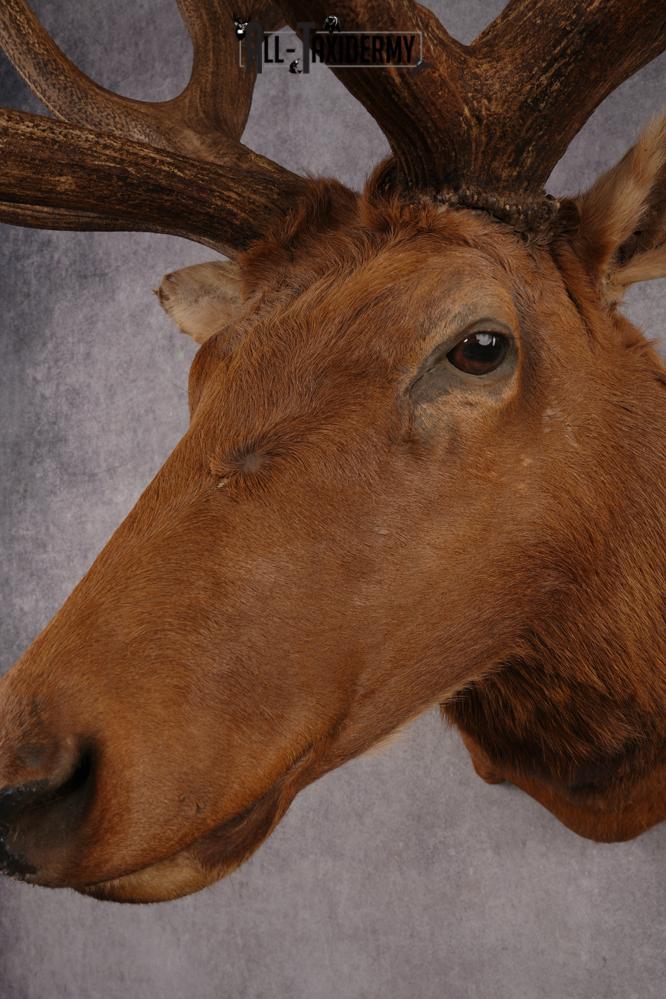 Elk SKU 3270 - Image 8