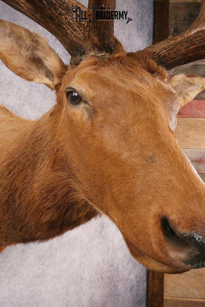 Elk SKU 3270 - Image 7