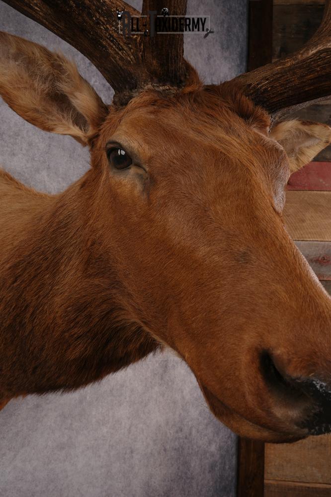 Elk SKU 3270 - Image 7