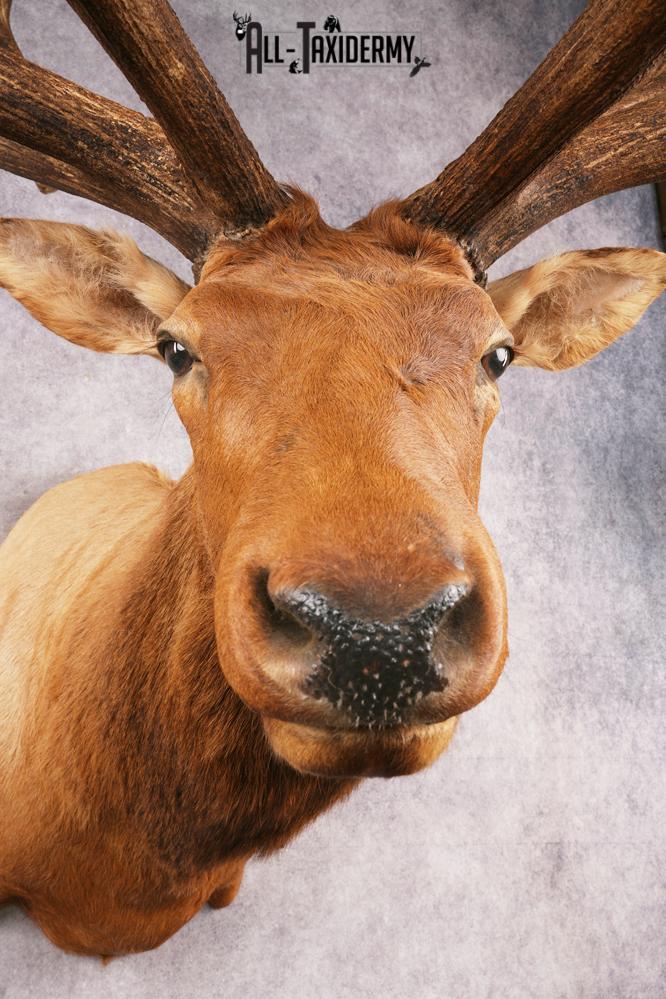 Elk SKU 3270 - Image 6