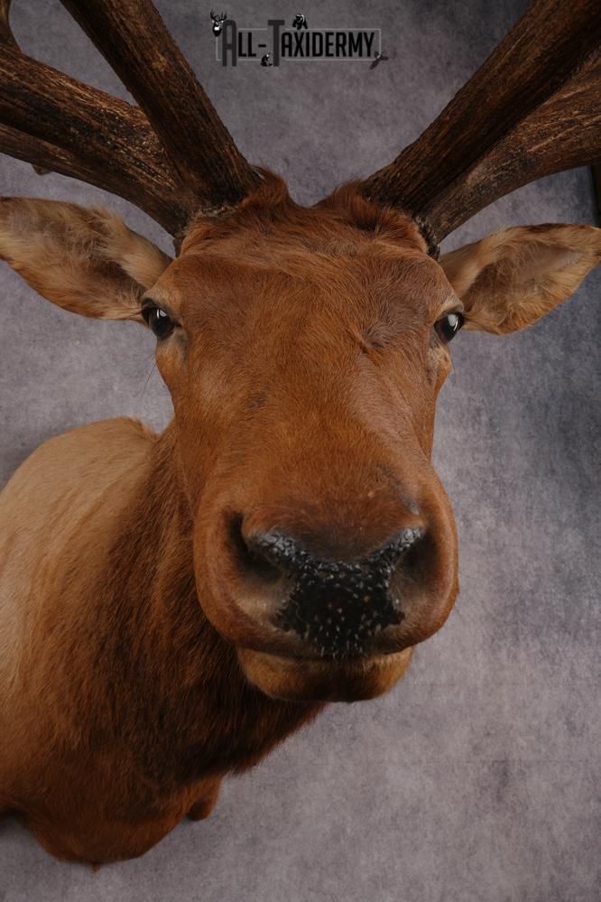 Elk SKU 3270 - Image 6