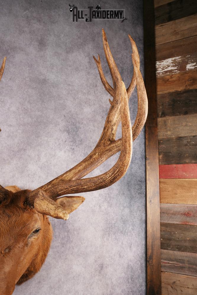 Elk SKU 3270 - Image 5