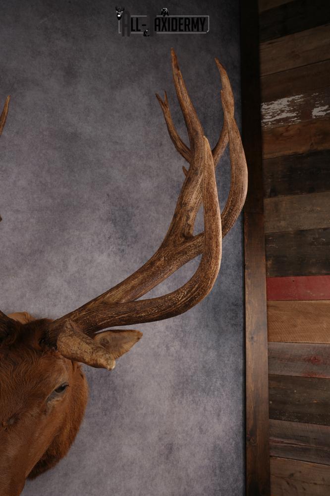 Elk SKU 3270 - Image 5