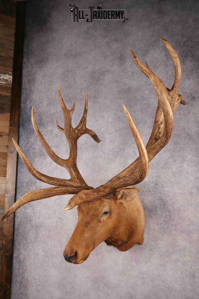 Elk SKU 3270 - Image 4