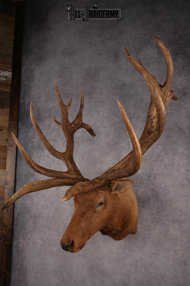 Elk SKU 3270 - Image 4