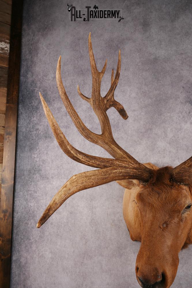 Elk SKU 3270 - Image 3