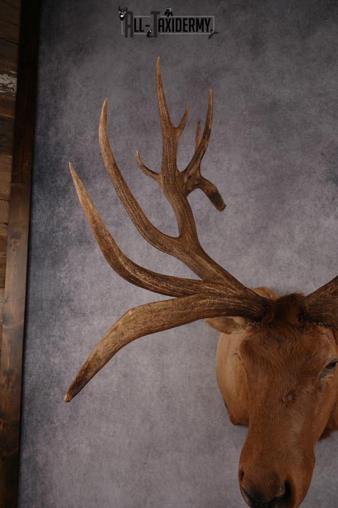 Elk SKU 3270 - Image 3