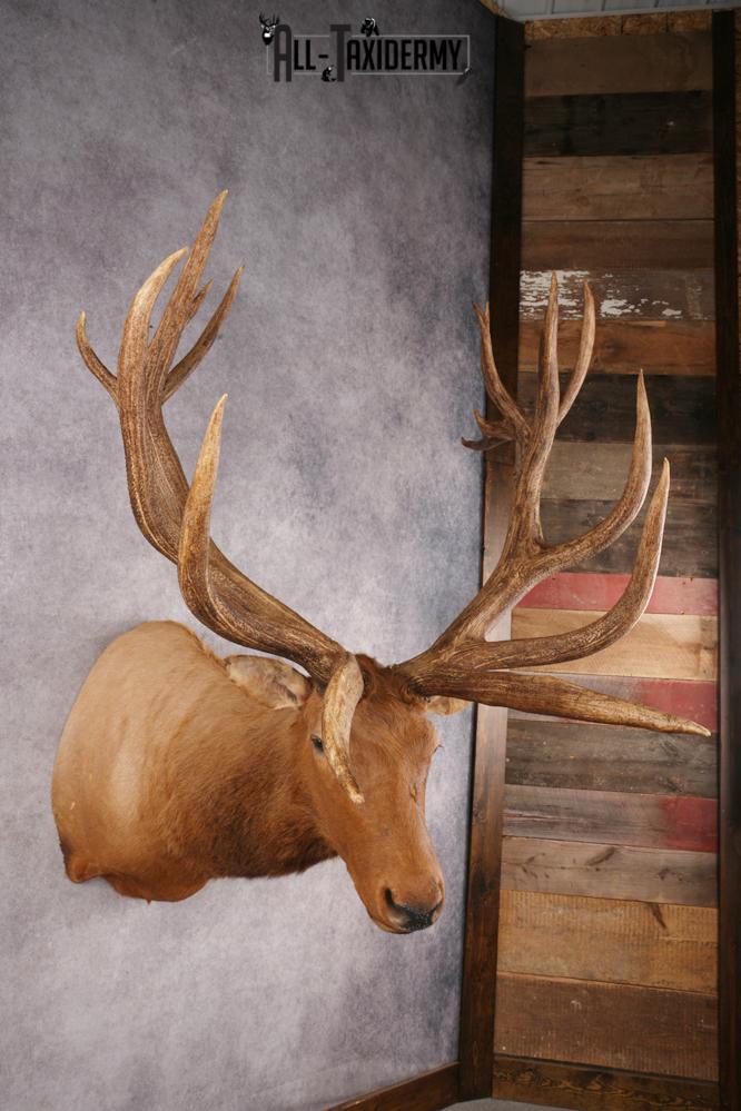 Elk SKU 3270 - Image 2