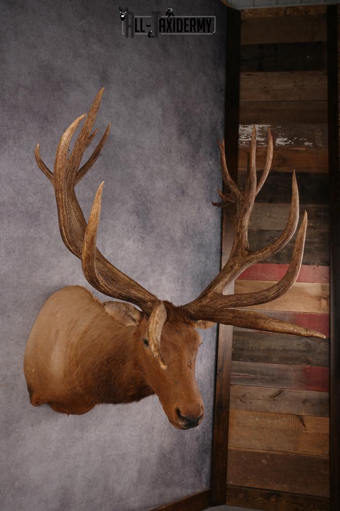 Elk SKU 3270 - Image 2