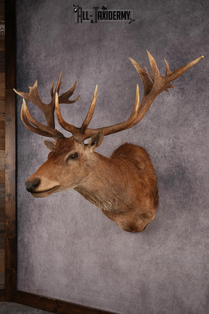 Red Stag SKU 3264 - Image 10