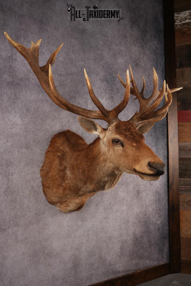 Red Stag SKU 3264 - Image 9