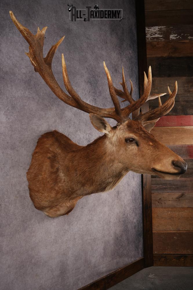 Red Stag SKU 3264 - Image 8