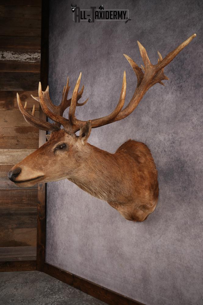 Red Stag SKU 3264 - Image 7