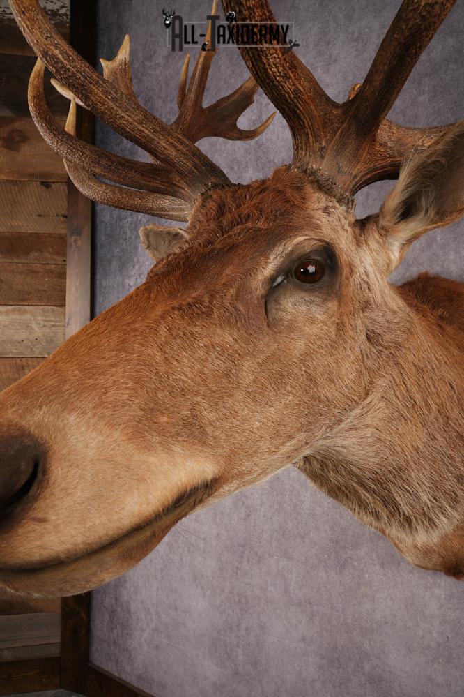 Red Stag SKU 3264 - Image 6