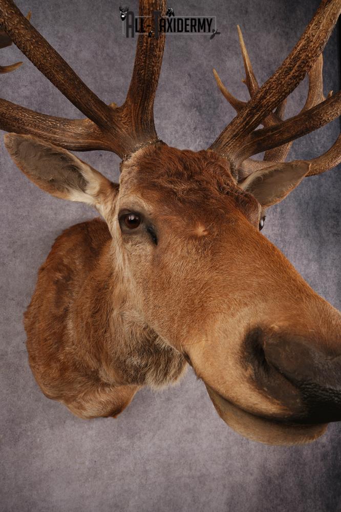 Red Stag SKU 3264 - Image 5