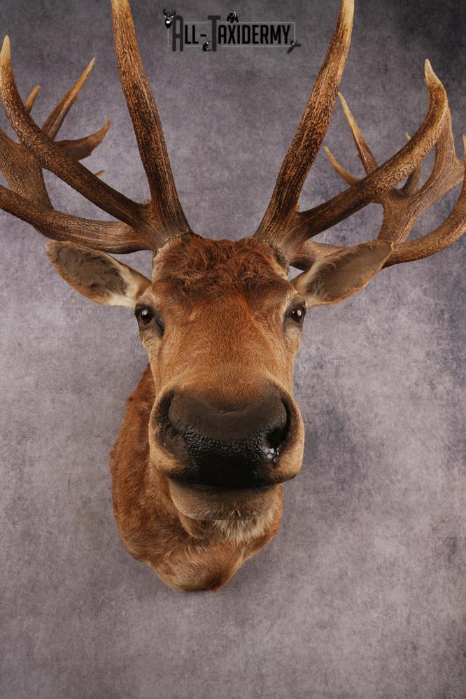 Red Stag SKU 3264 - Image 4