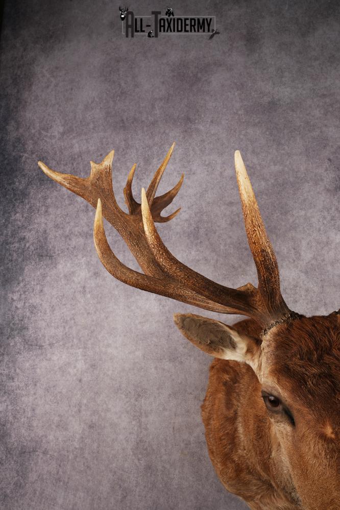 Red Stag SKU 3264 - Image 3