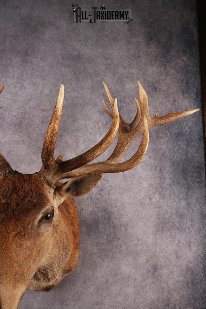 Red Stag SKU 3264 - Image 2