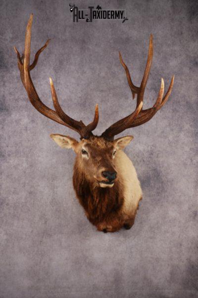 Elk Shoulder Mount SKU 3310
