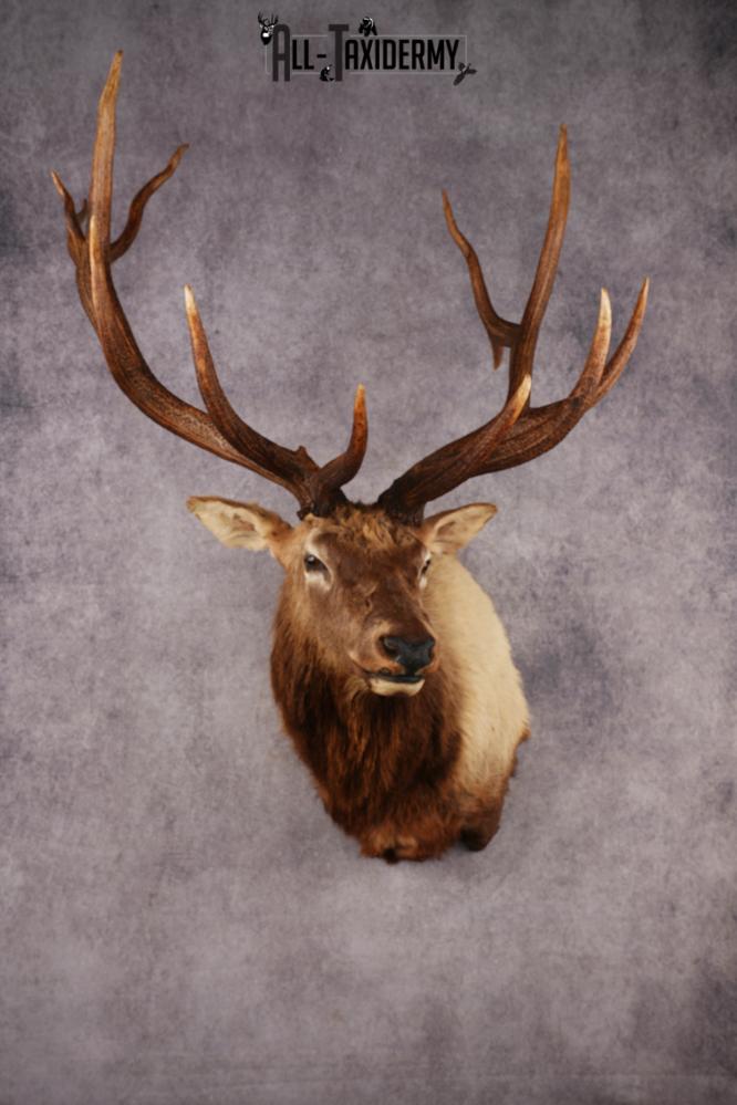 Elk Shoulder Mount SKU 3310