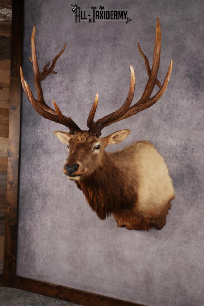 Elk Shoulder Mount SKU 3310 - Image 10