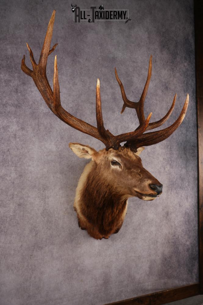 Elk Shoulder Mount SKU 3310 - Image 9