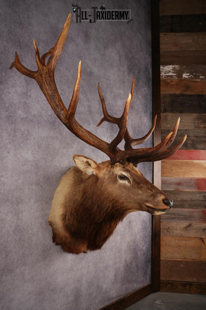 Elk Shoulder Mount SKU 3310 - Image 8