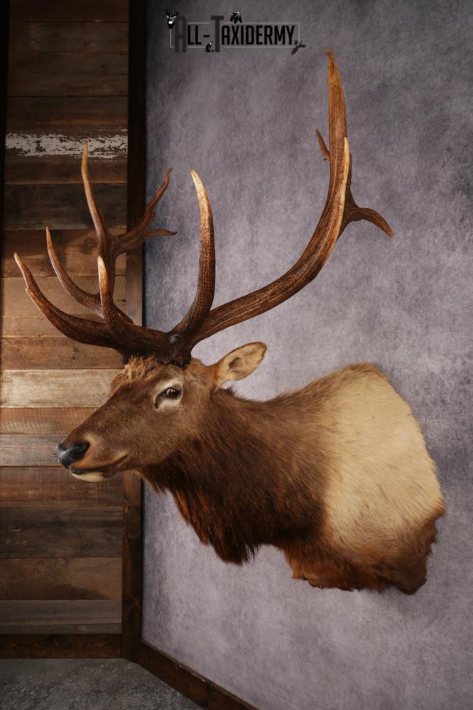 Elk Shoulder Mount SKU 3310 - Image 7