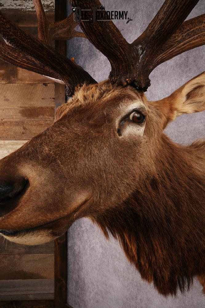 Elk Shoulder Mount SKU 3310 - Image 6