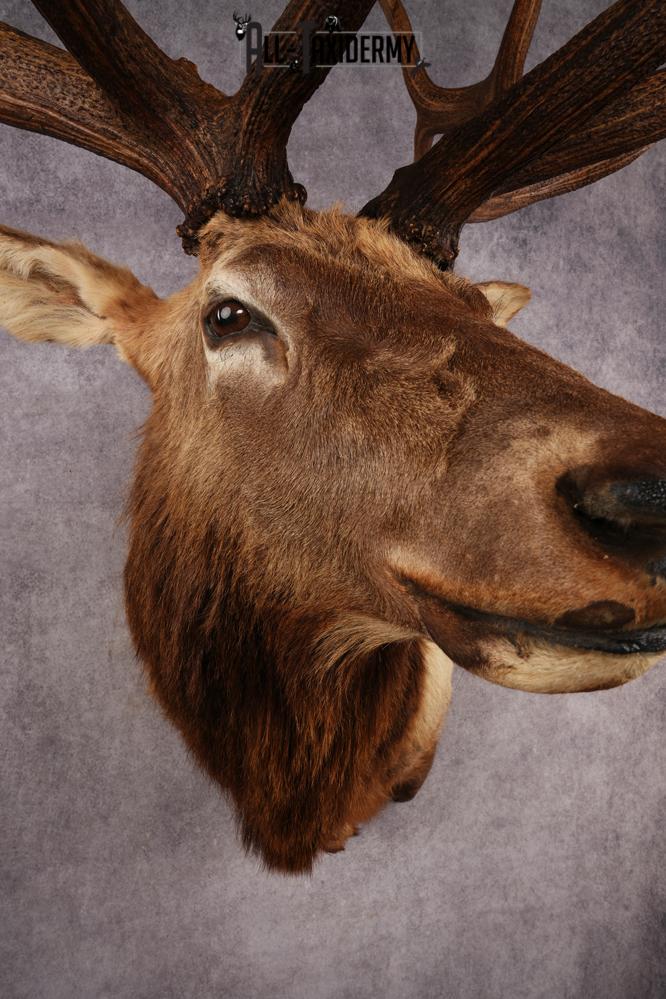 Elk Shoulder Mount SKU 3310 - Image 5