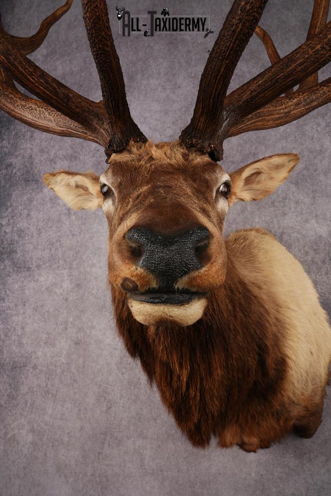 Elk Shoulder Mount SKU 3310 - Image 4