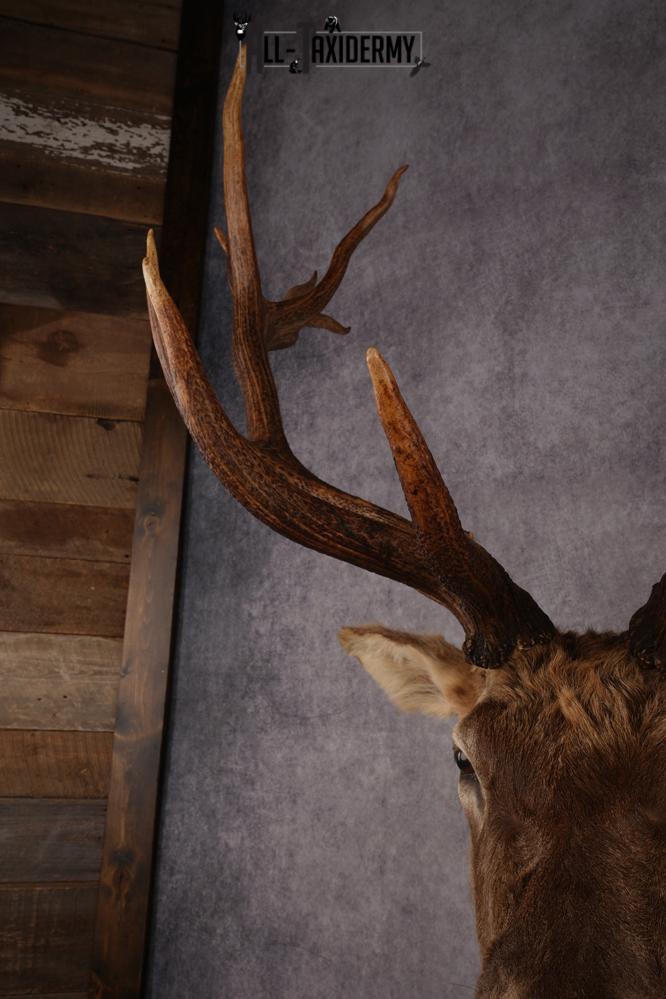Elk Shoulder Mount SKU 3310 - Image 3