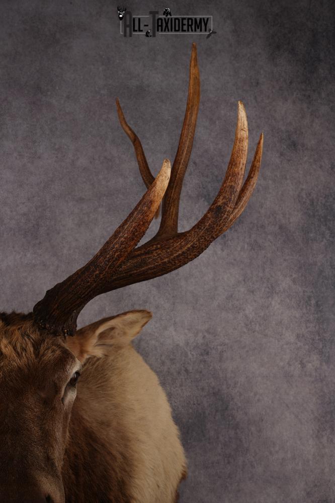 Elk Shoulder Mount SKU 3310 - Image 2