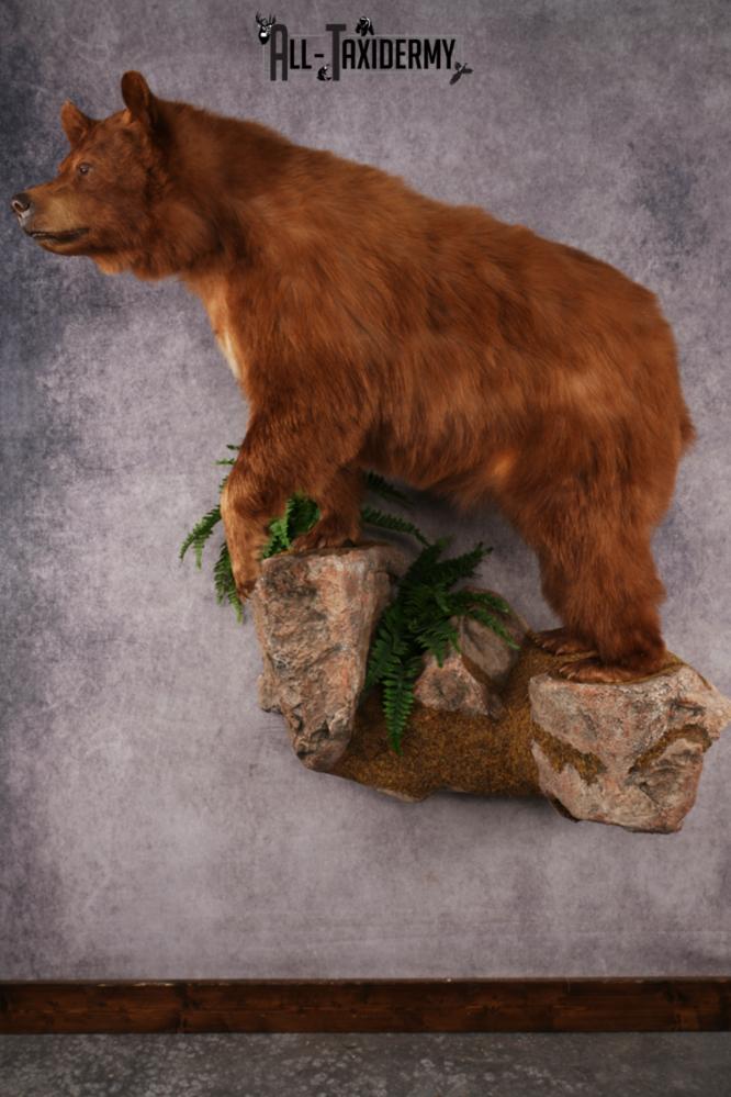 Cinnamon Black Bear SKU 3268