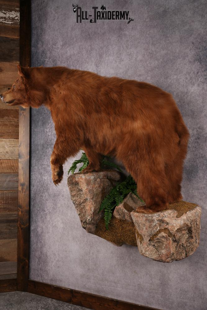 Cinnamon Black Bear SKU 3268 - Image 16