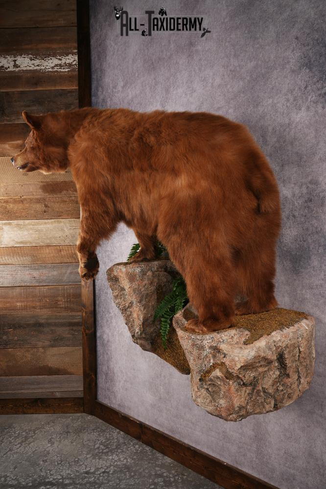 Cinnamon Black Bear SKU 3268 - Image 15