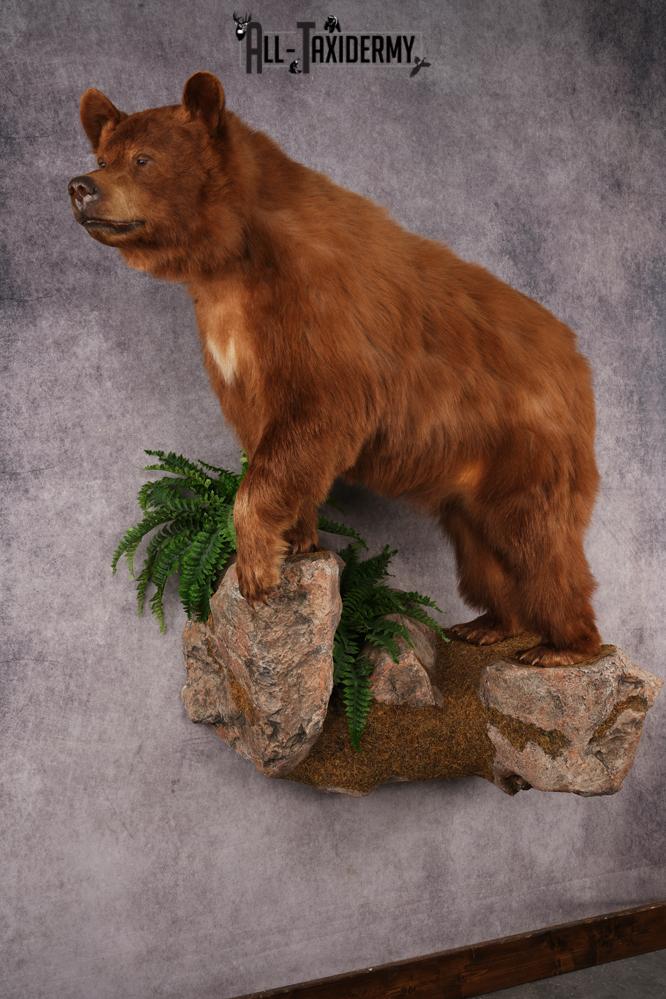 Cinnamon Black Bear SKU 3268 - Image 14