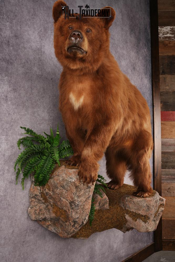 Cinnamon Black Bear SKU 3268 - Image 13