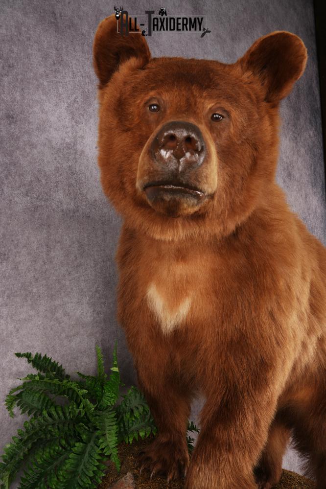 Cinnamon Black Bear SKU 3268 - Image 12