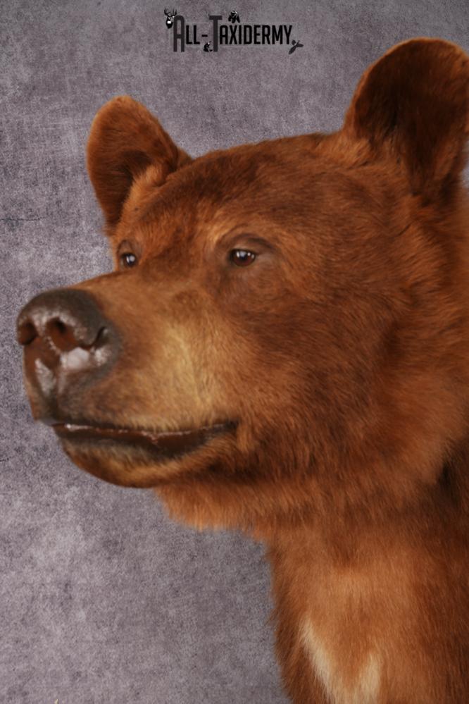 Cinnamon Black Bear SKU 3268 - Image 11