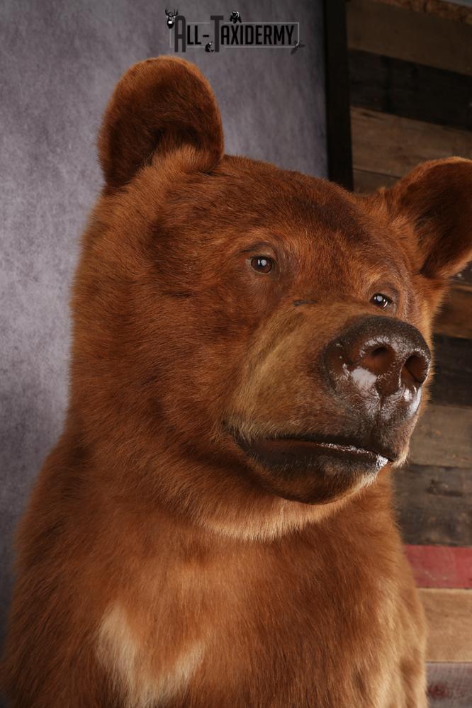 Cinnamon Black Bear SKU 3268 - Image 10