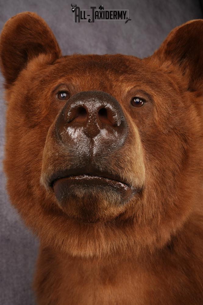 Cinnamon Black Bear SKU 3268 - Image 9