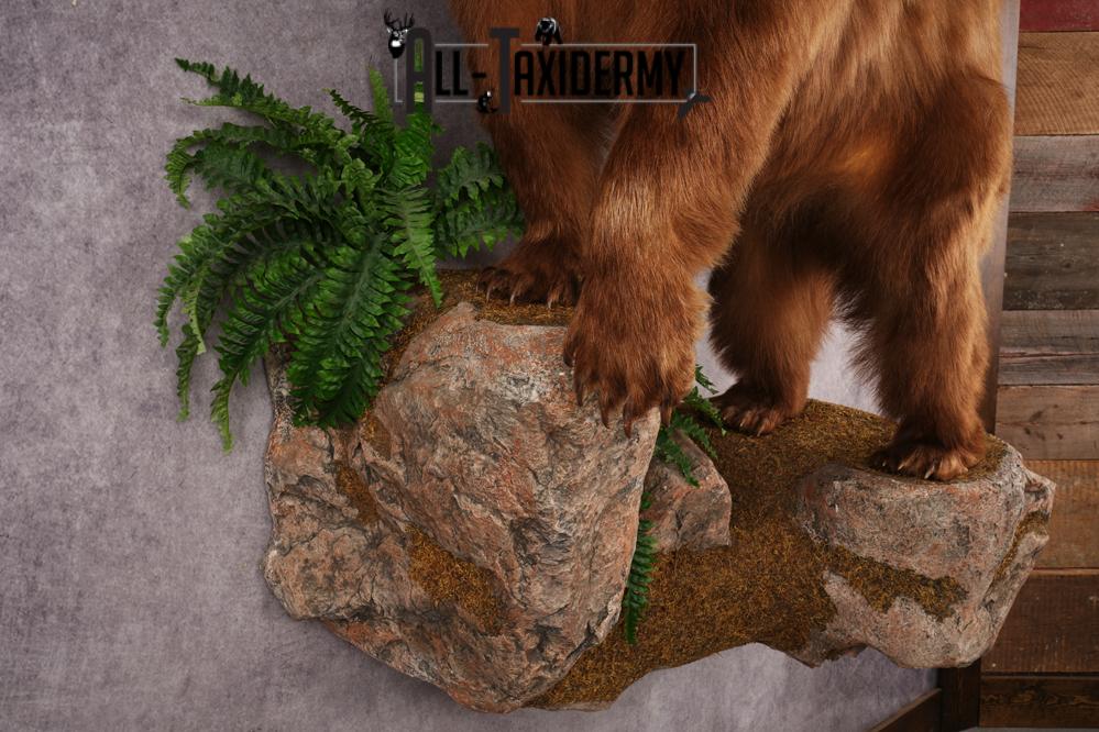 Cinnamon Black Bear SKU 3268 - Image 8