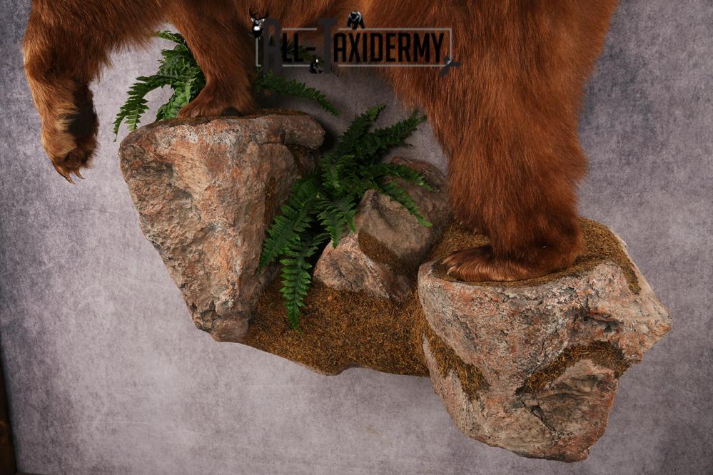 Cinnamon Black Bear SKU 3268 - Image 7