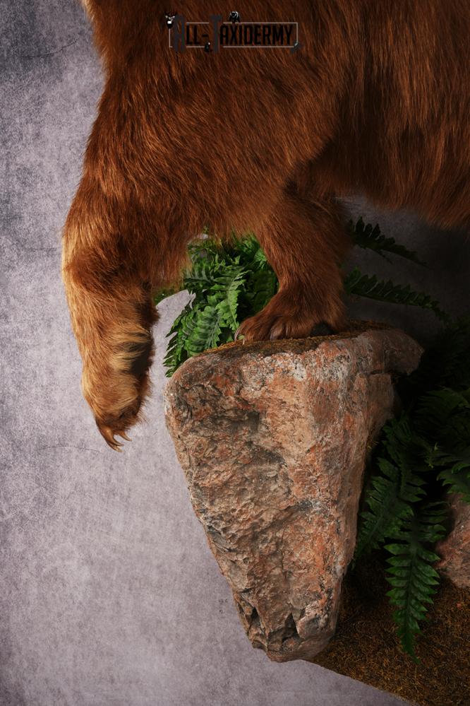 Cinnamon Black Bear SKU 3268 - Image 6