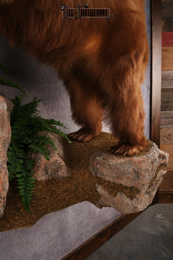 Cinnamon Black Bear SKU 3268 - Image 5